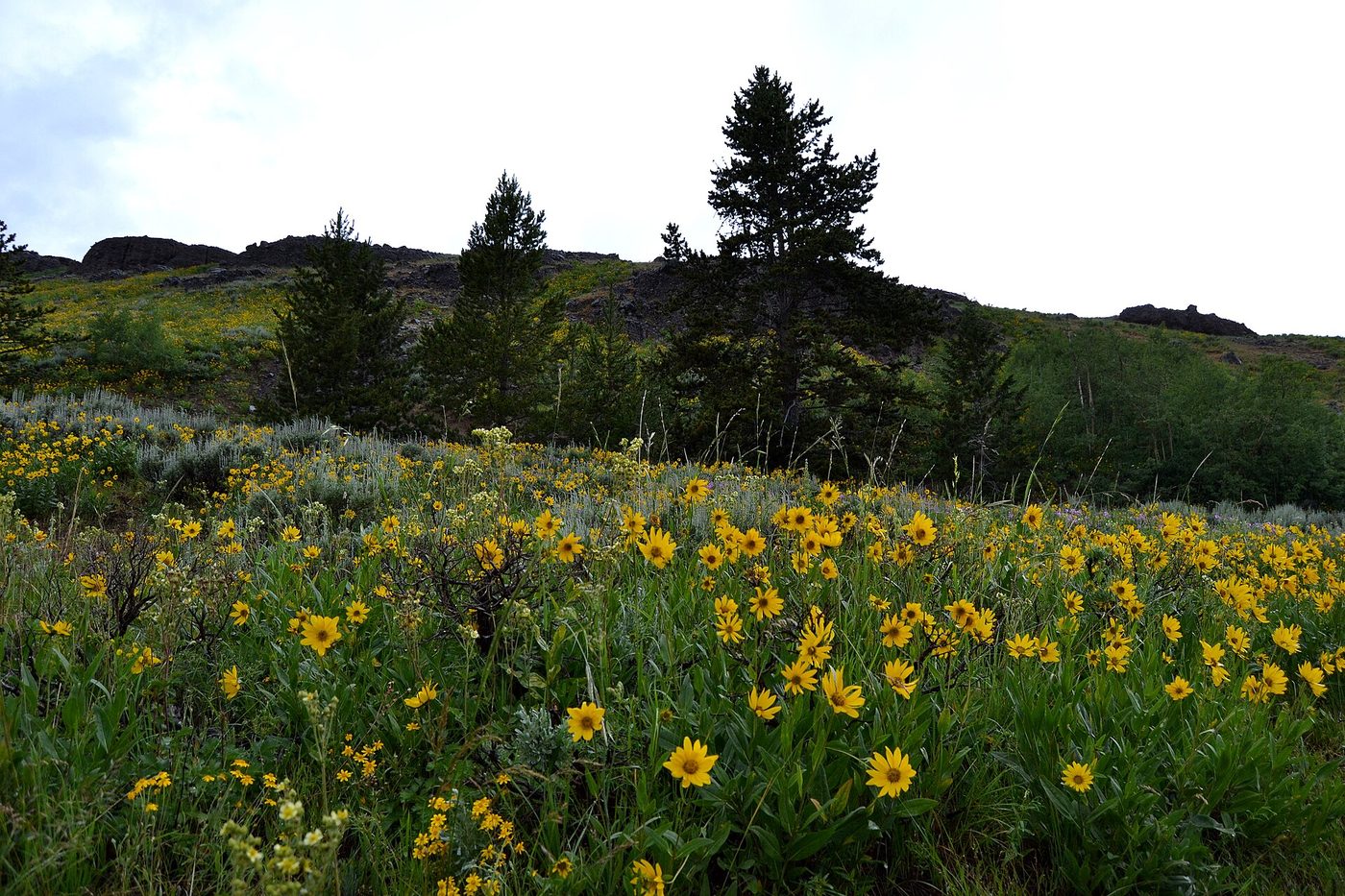 Yellow arrowleaf balsamroot flowers covering a hillside below scattered conifers