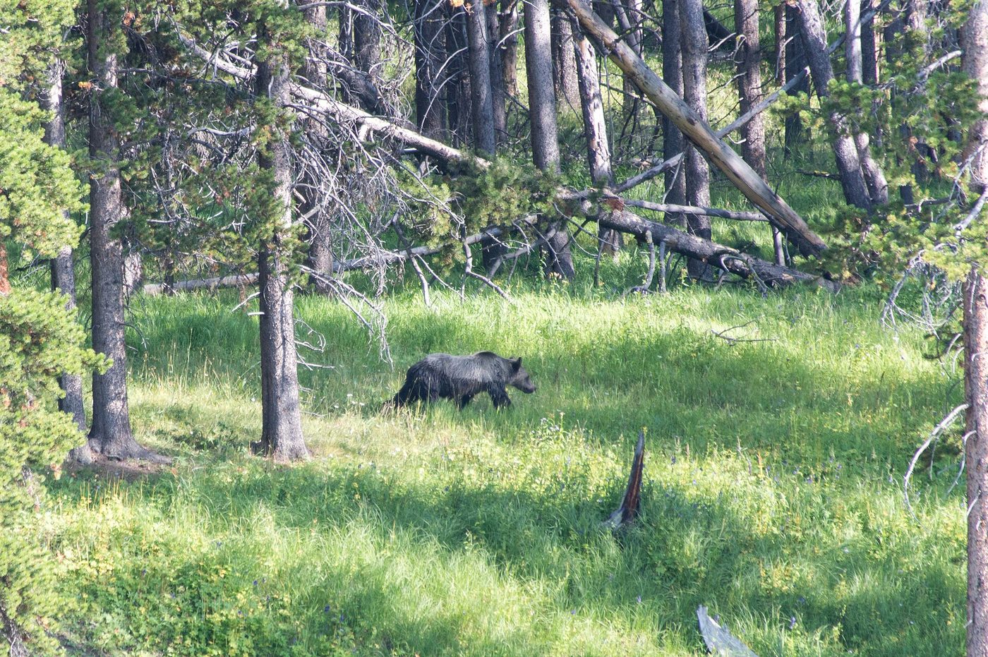 A dark bear walking through a green meadow at the edge of a lodgepole pine forest