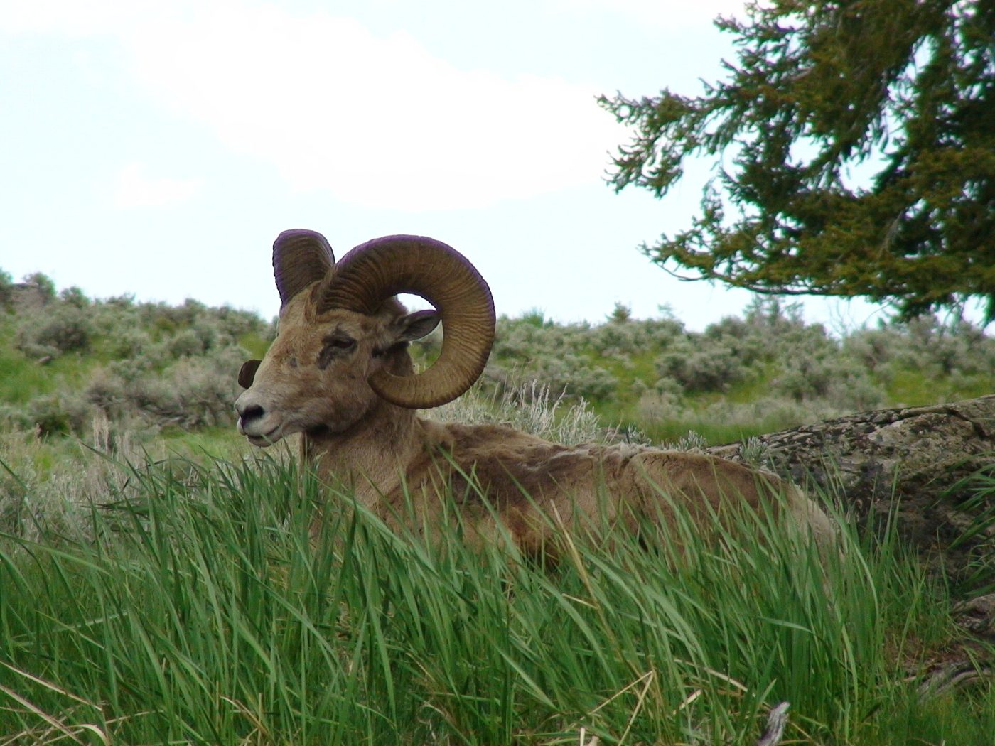 Bighorn ram with curled horns resting in tall green grass