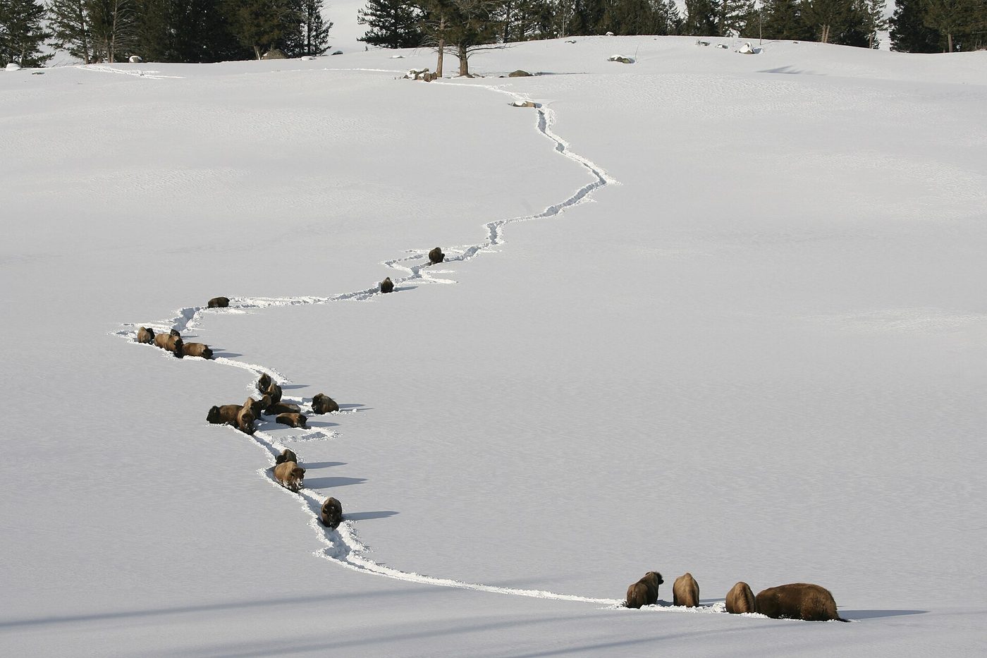 A line of bison breaking a single trail through deep snow near Tower Junction