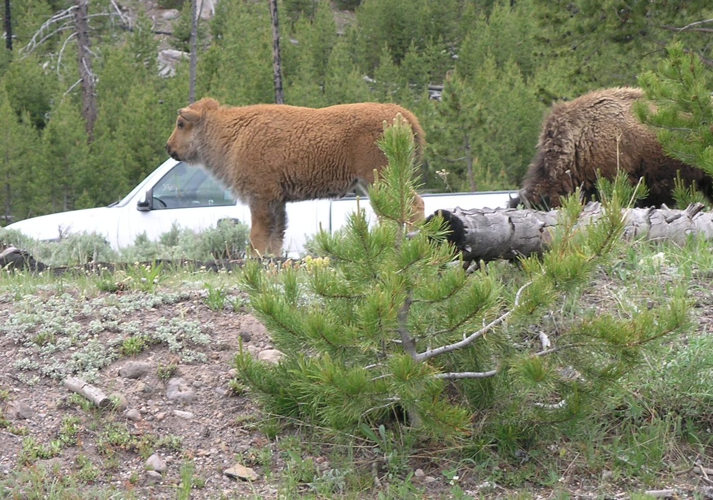 A reddish bison calf and an adult bison grazing beside a parked white car
