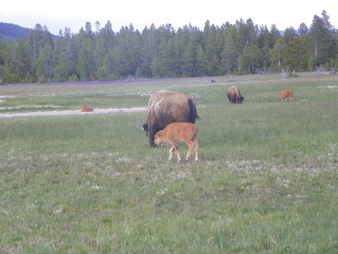 A bison cow grazing beside her orange-coated calf in a green meadow