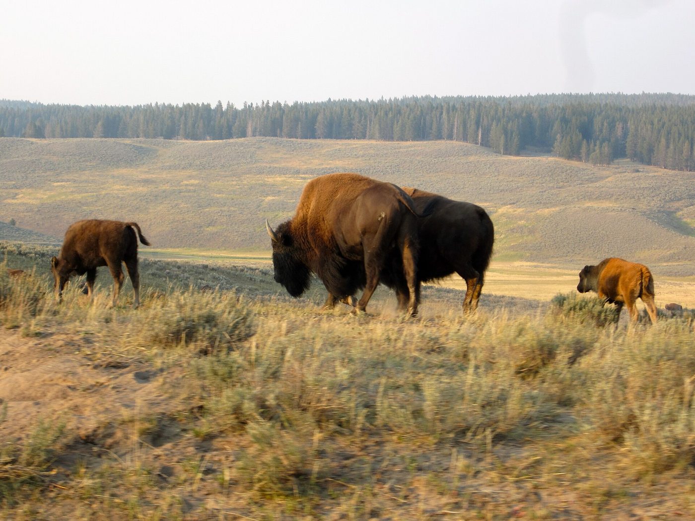 Bison cows grazing with two calves in the open grass of Hayden Valley