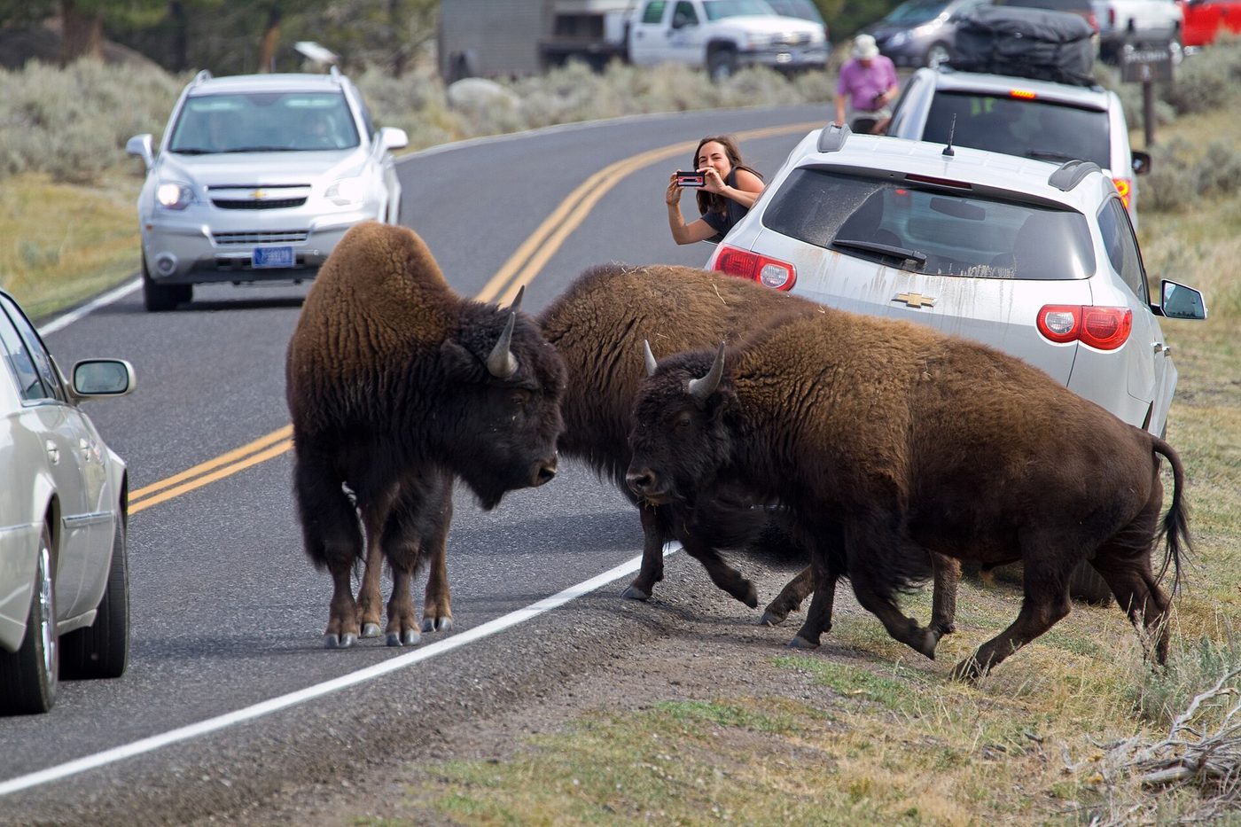 Three bison crossing a Yellowstone road between cars while a passenger leans out to take a photo