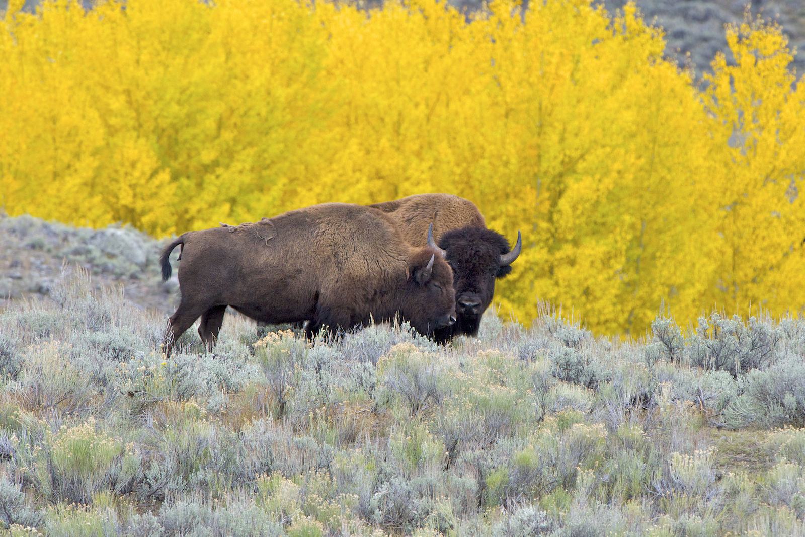 Best Time to Visit Yellowstone National Park: Month-by-Month Guide (2026)