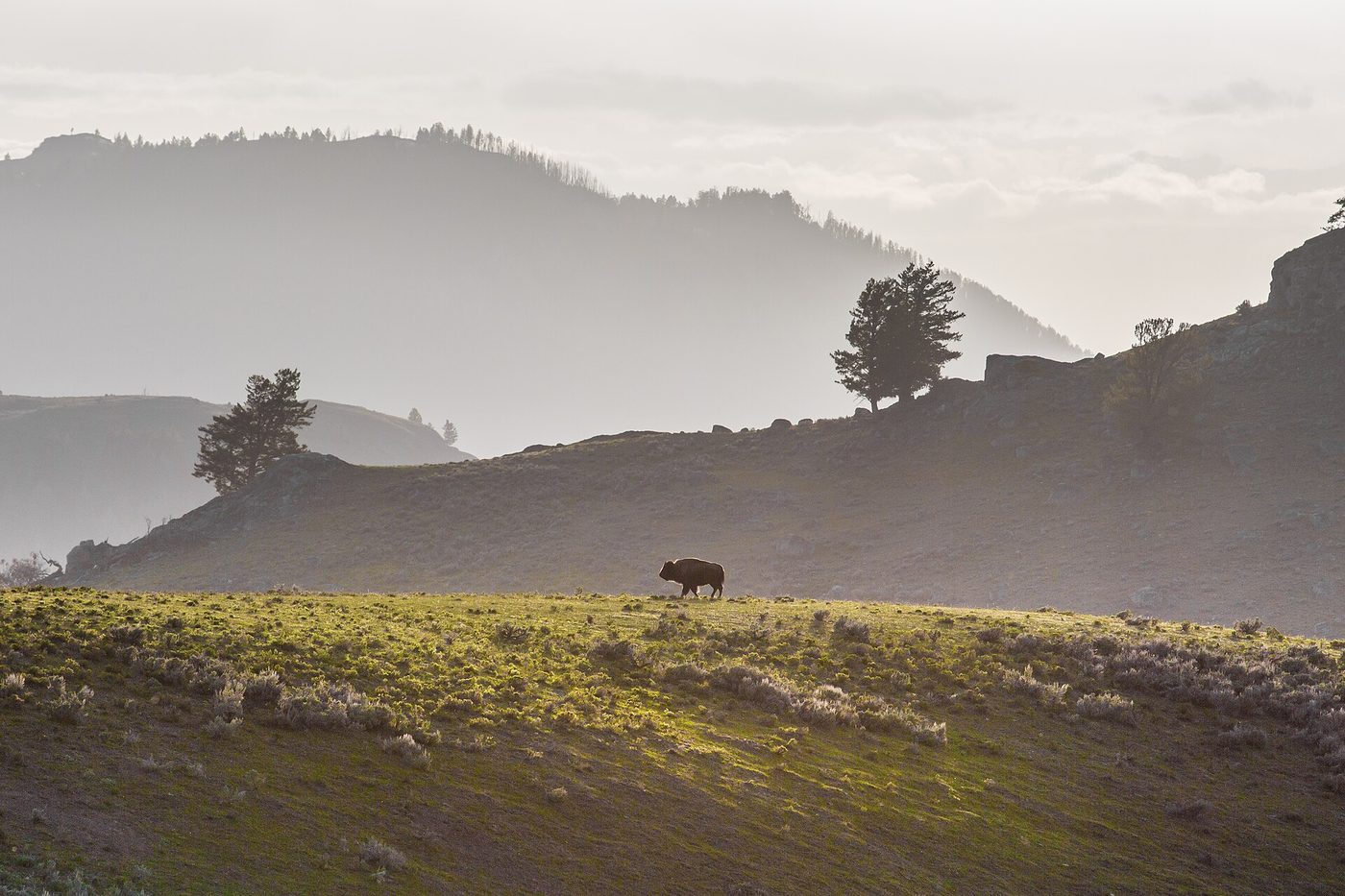 A lone bison silhouetted on a grassy ridge with misty hills behind