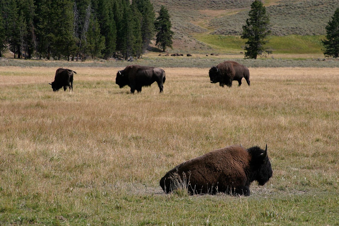 A scattered herd of bison grazing and resting across dry grassland