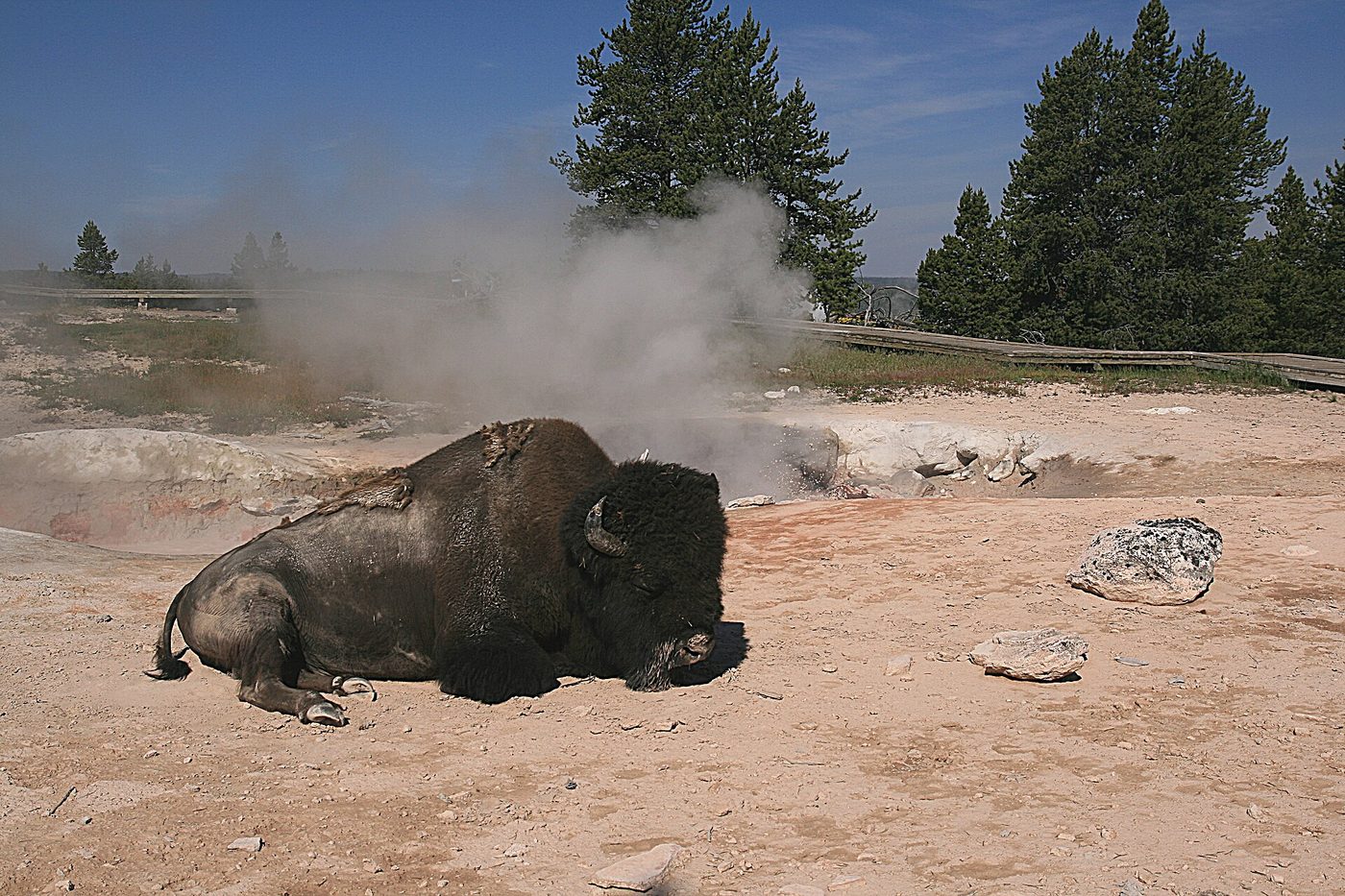 An American bison lying beside a steaming hot spring on bare thermal ground