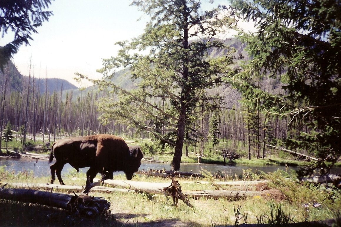 A bison walking beside the road through burnt lodgepole forest near the Madison River