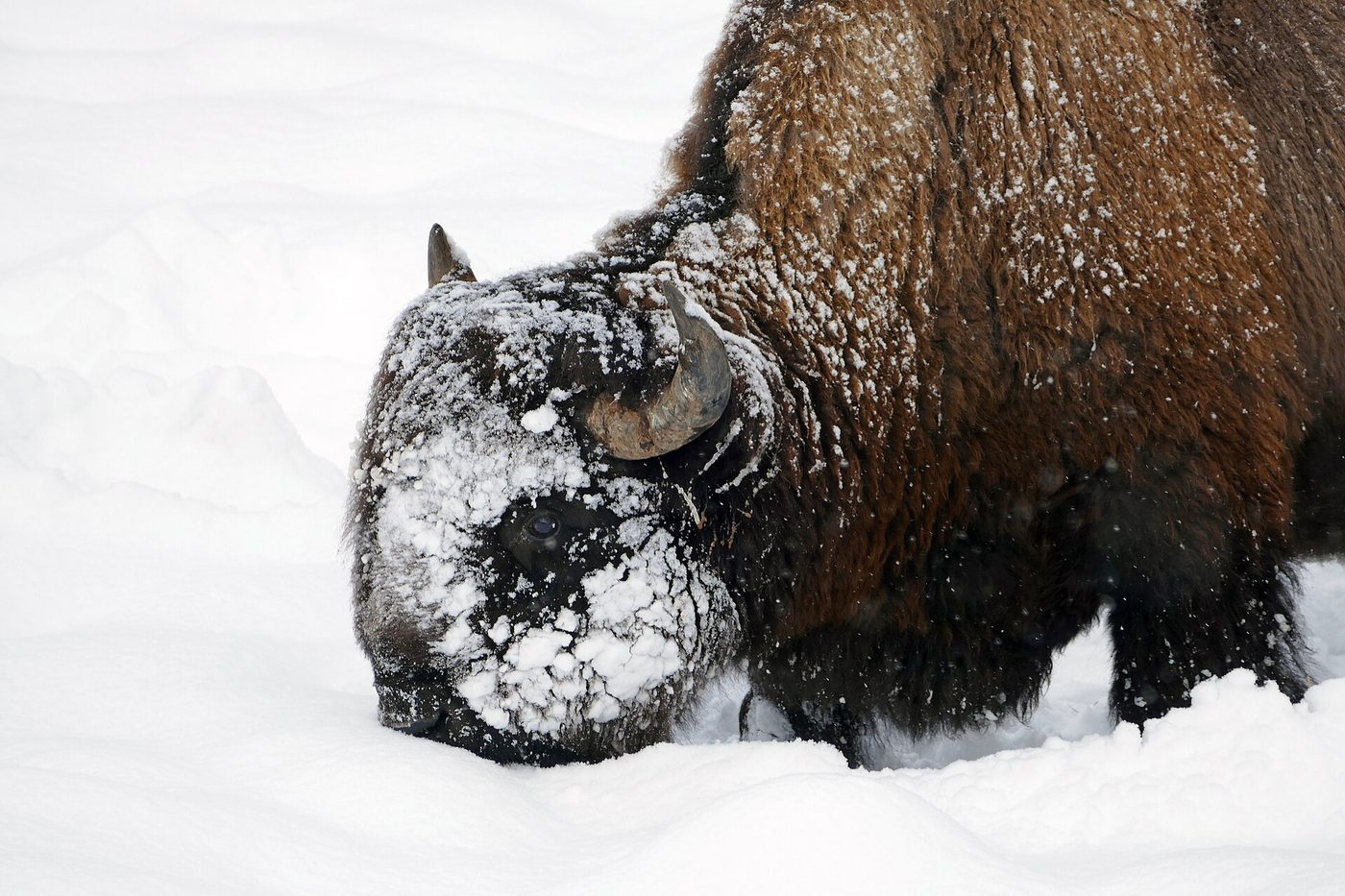 A snow-covered bison sweeping its head through deep snow to reach grass