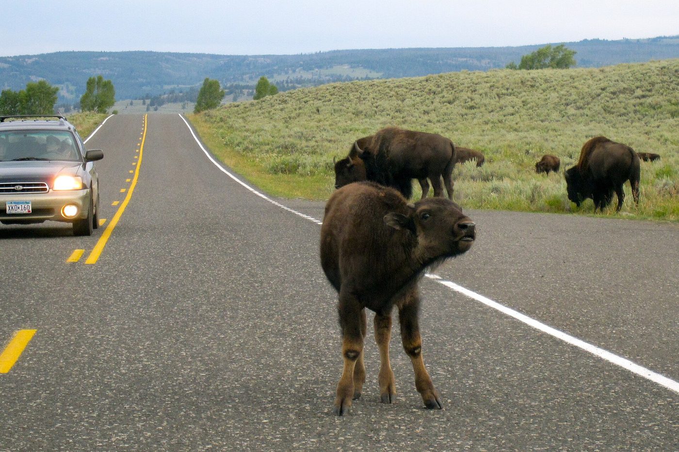 A bison standing on the centre line of a park road as a car waits with headlights on
