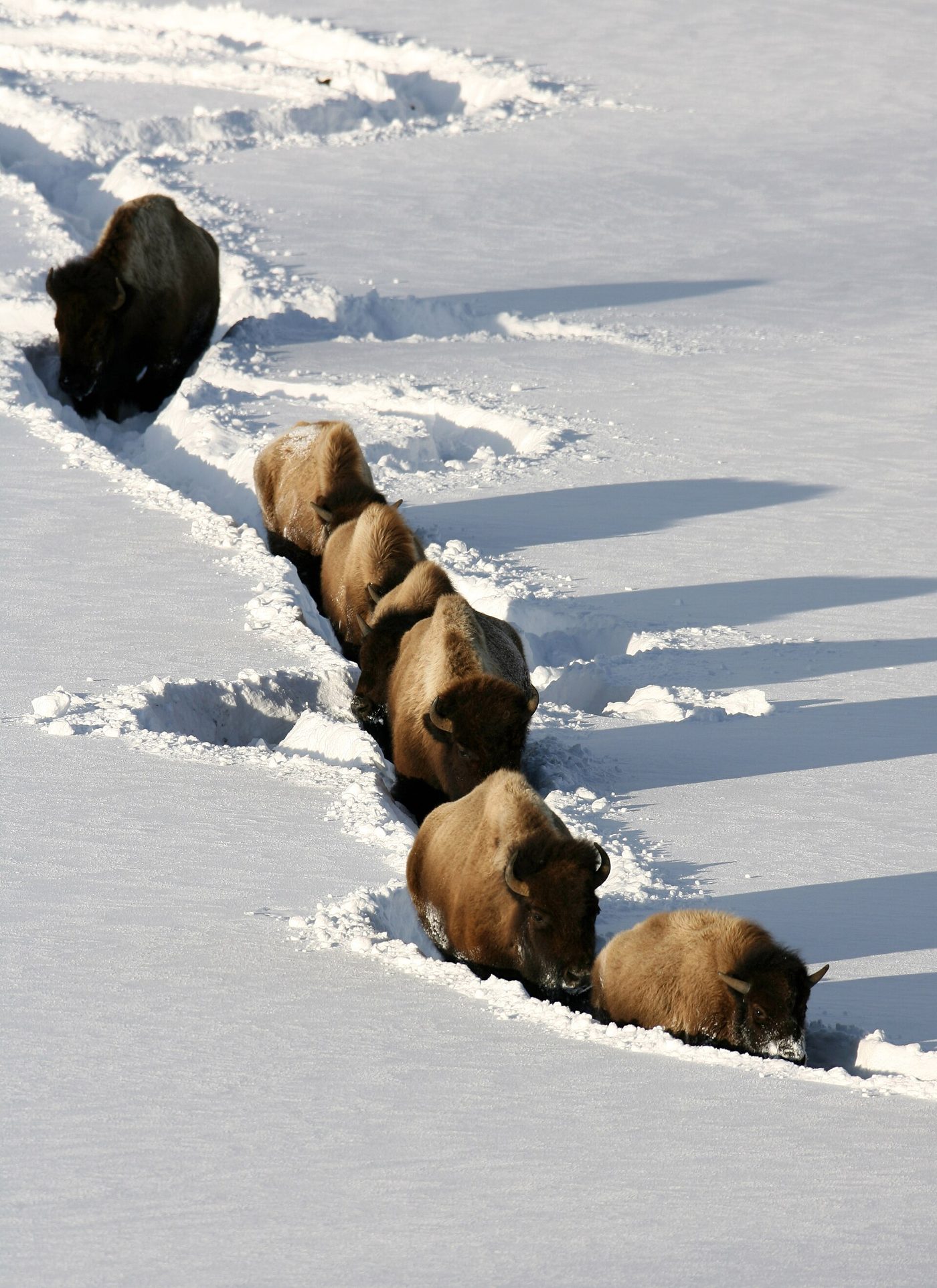A line of bison walking single file through a trench in deep snow