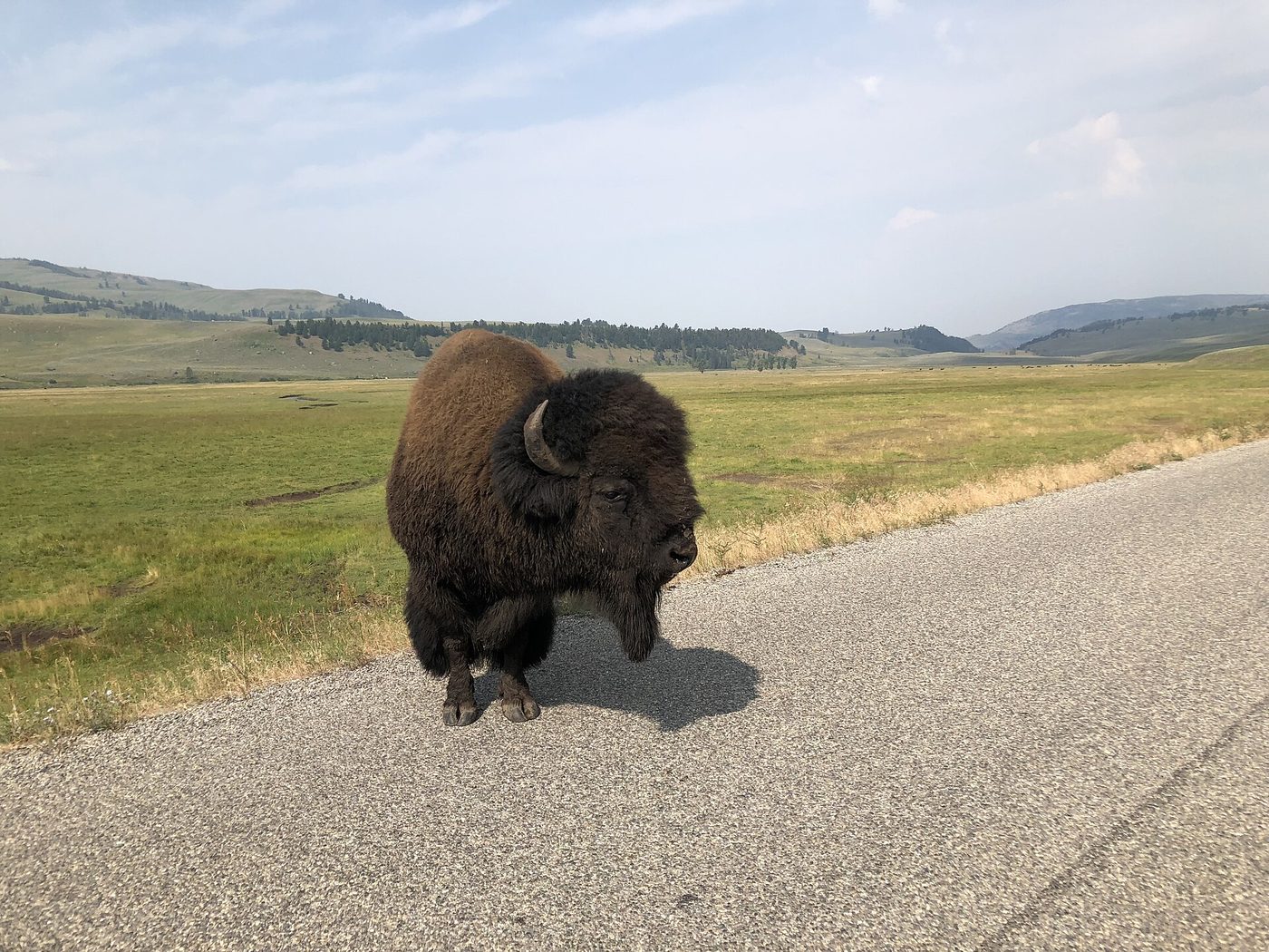 A bison bull walking along the paved road through an open valley