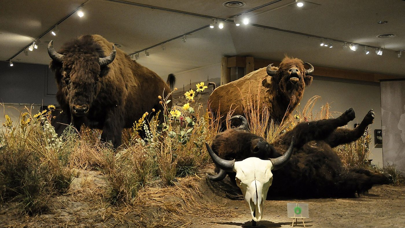 A mounted bison group in the Draper natural history galleries at the Buffalo Bill Center of the West