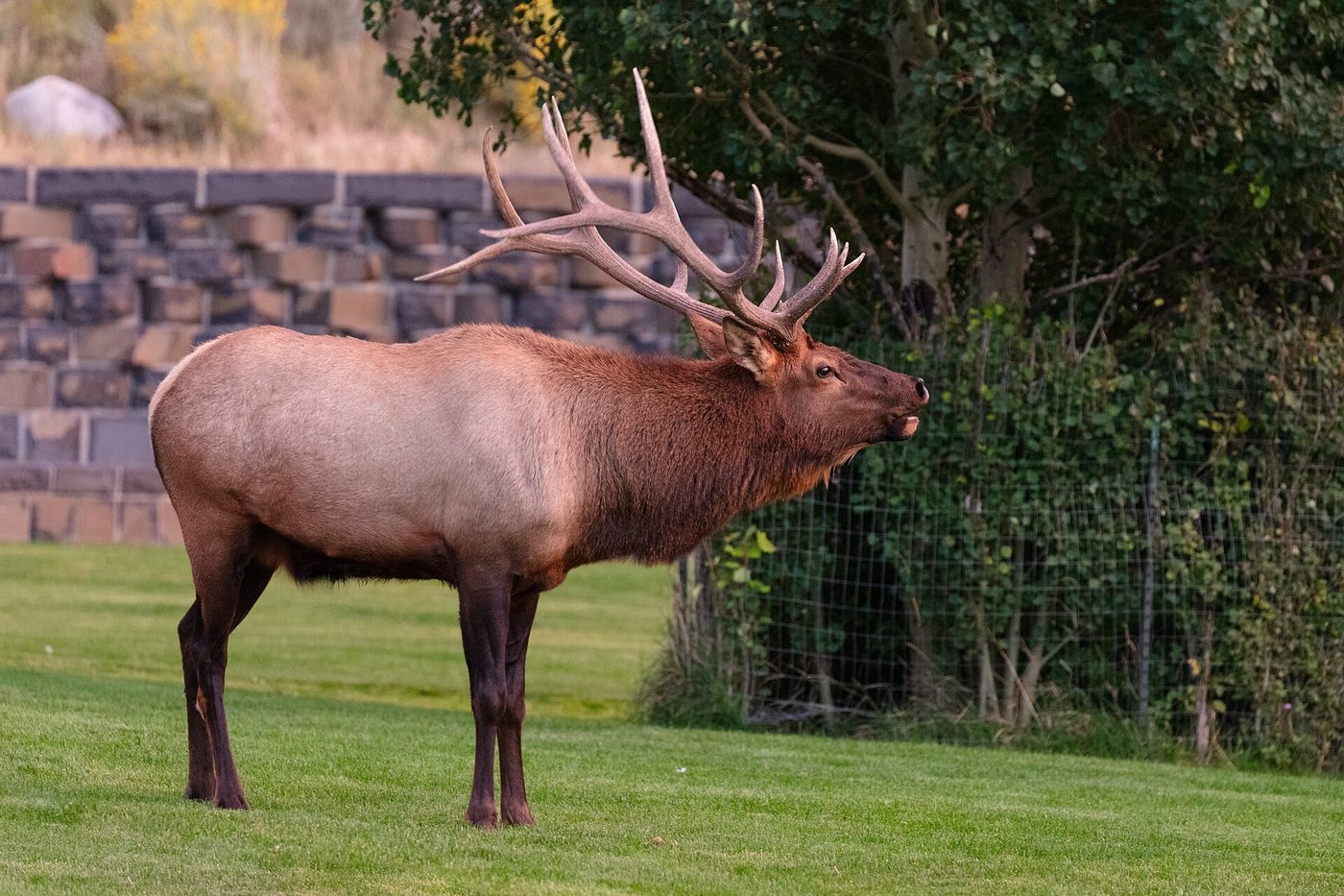A large bull elk standing in low evening sunlight in Arch Park near the North Entrance at Gardiner