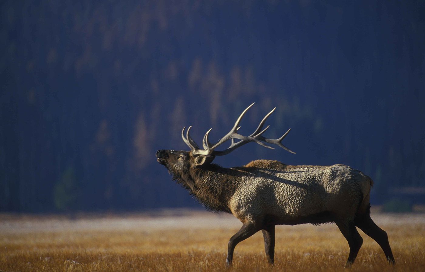 Bull elk with a full rack bugling in a dark meadow beside the Gibbon River