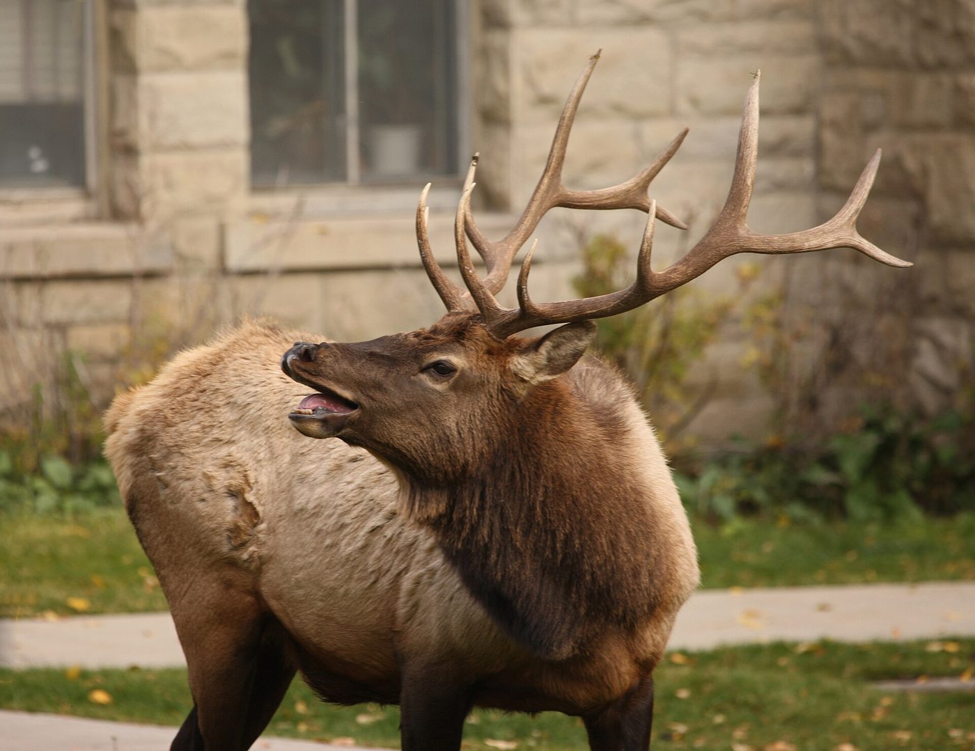 Bull elk bugling with its head raised in front of a stone building at Mammoth Hot Springs