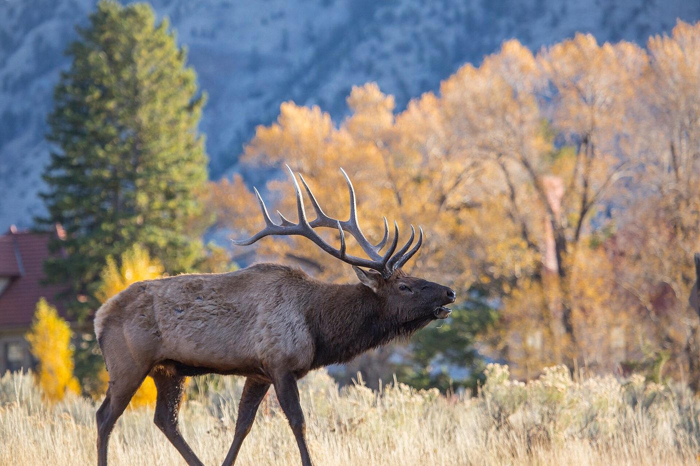 Bull elk bugling in sagebrush in front of golden autumn trees at Mammoth Hot Springs