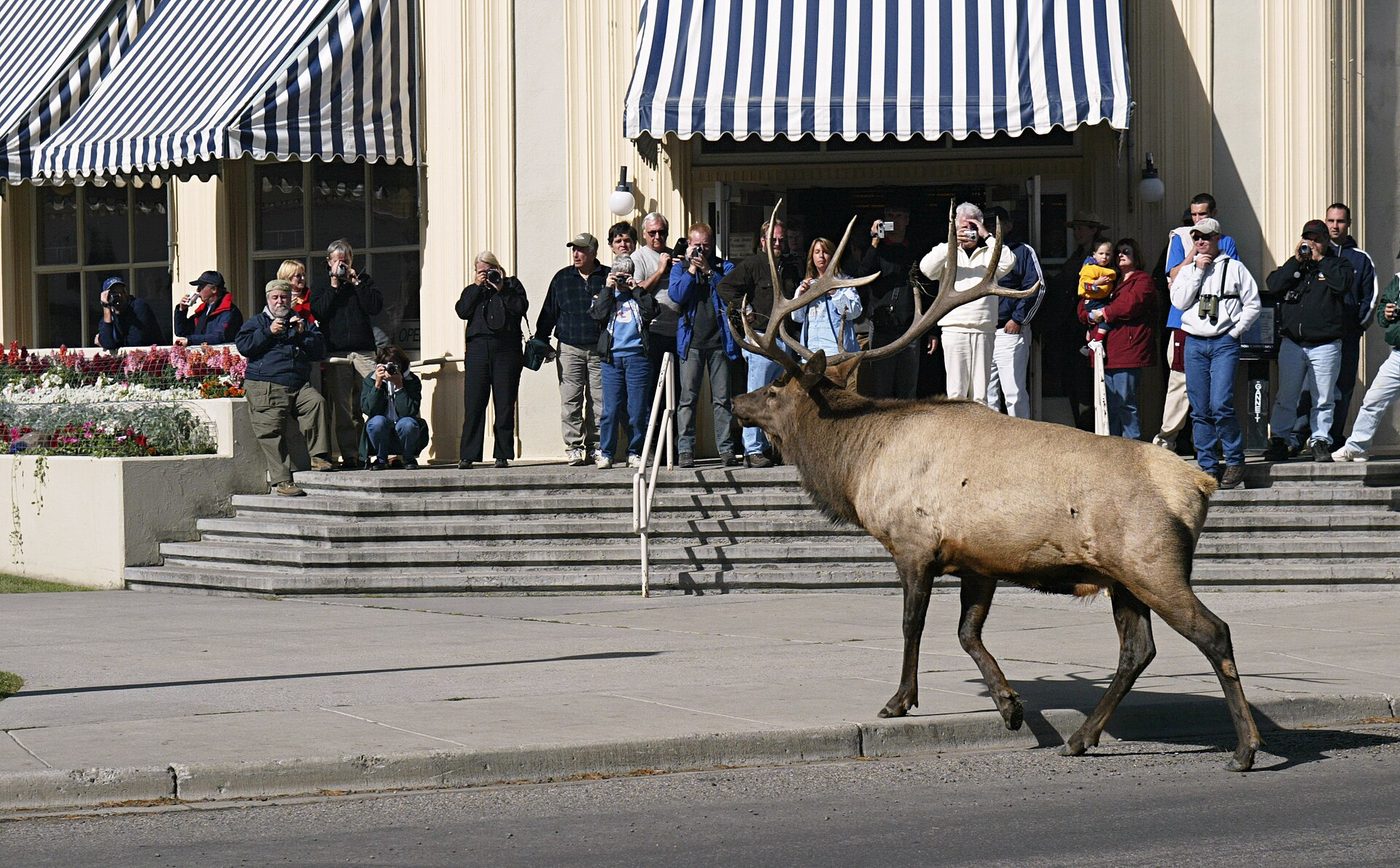 A bull elk with a full rack walking along the sidewalk past onlookers at Mammoth Hot Springs