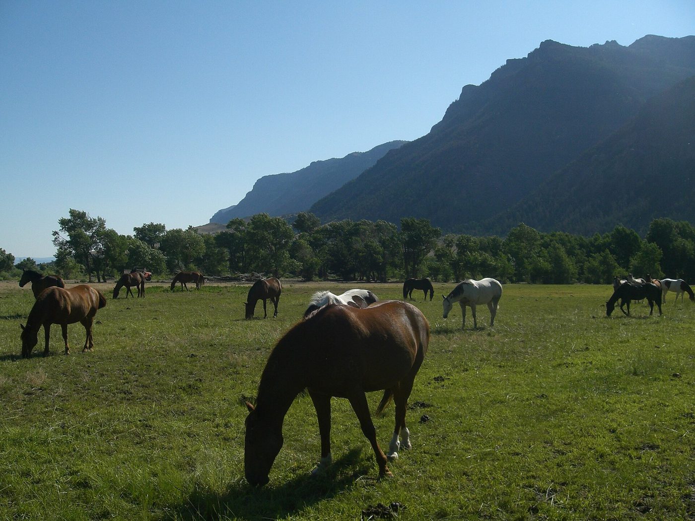 Horses grazing in a green pasture below rocky mountains near Cody, Wyoming