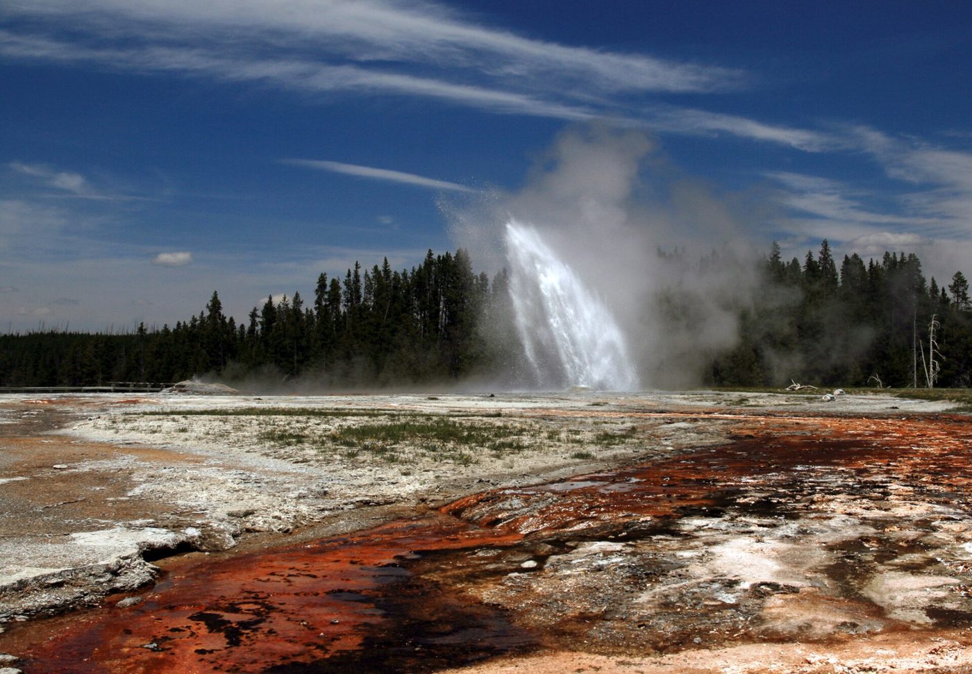Daisy Geyser erupting at an angle above orange thermal runoff and pine forest