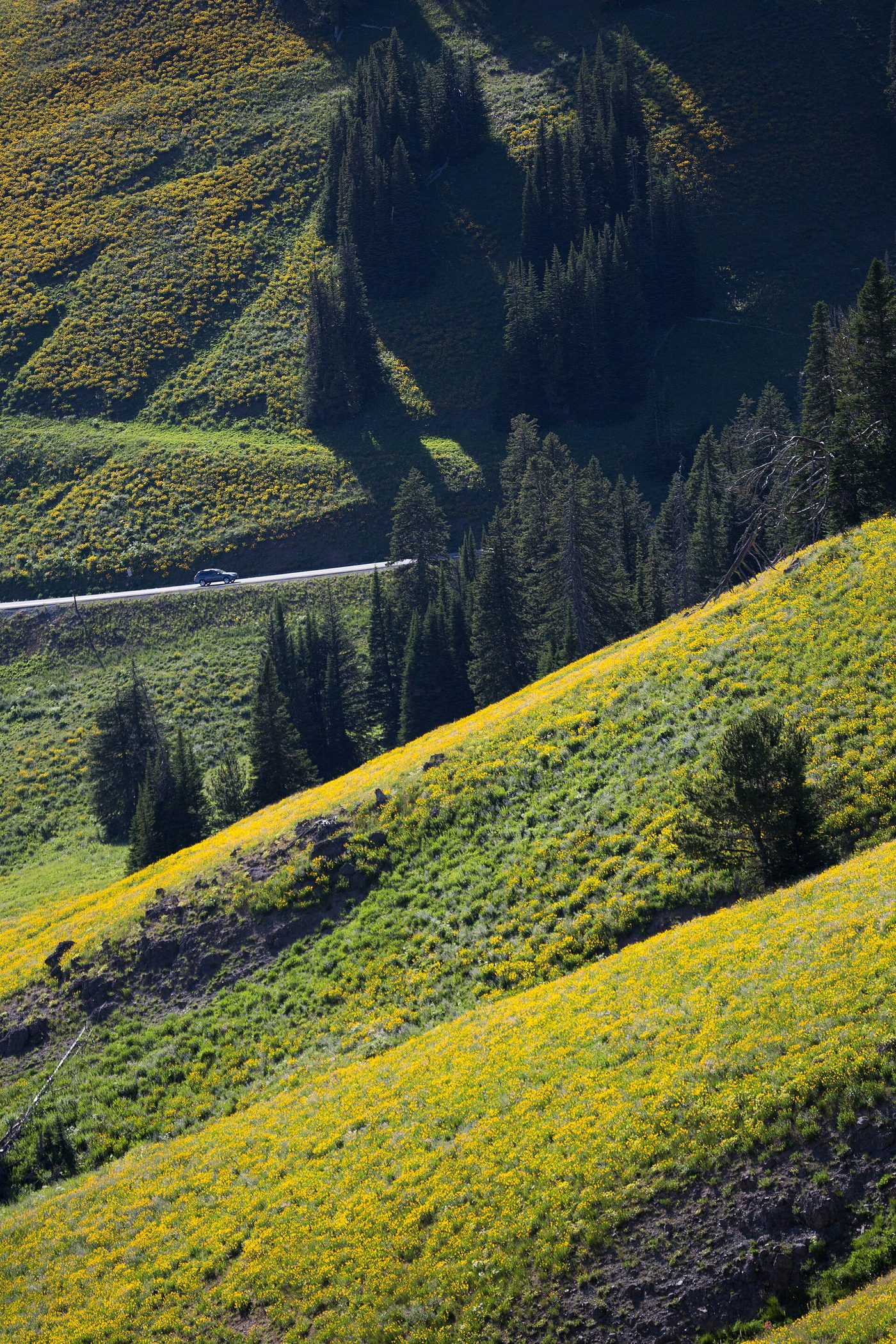 The road over Dunraven Pass cutting across slopes covered in yellow wildflowers in July