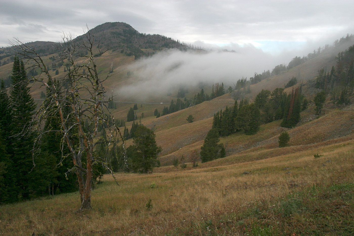Meadows and forested slopes with low clouds on the flanks of Mount Washburn at Dunraven Pass