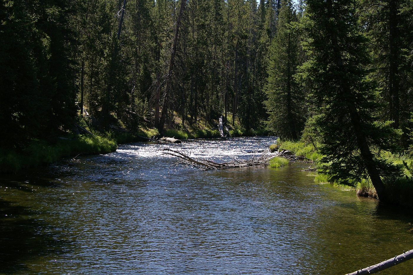 The Firehole River flowing through dense lodgepole forest near Lone Star Geyser