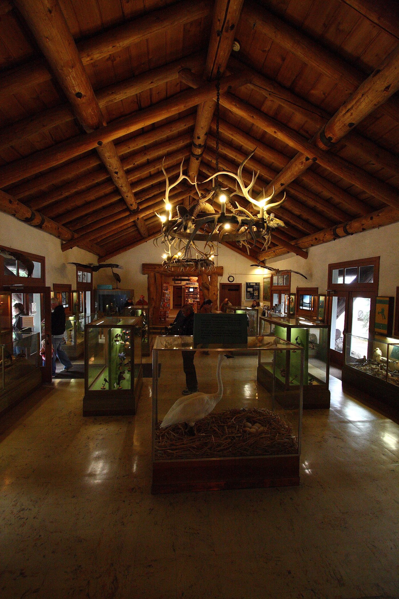 Wooden beams, an antler chandelier and exhibit cases inside the Fishing Bridge Visitor Center