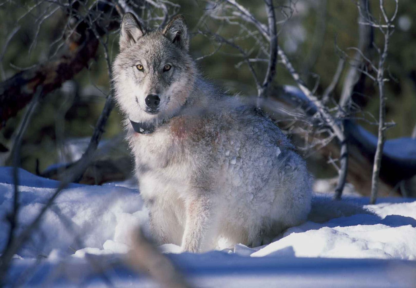 Gray wolf with a radio collar resting in snow among bare branches