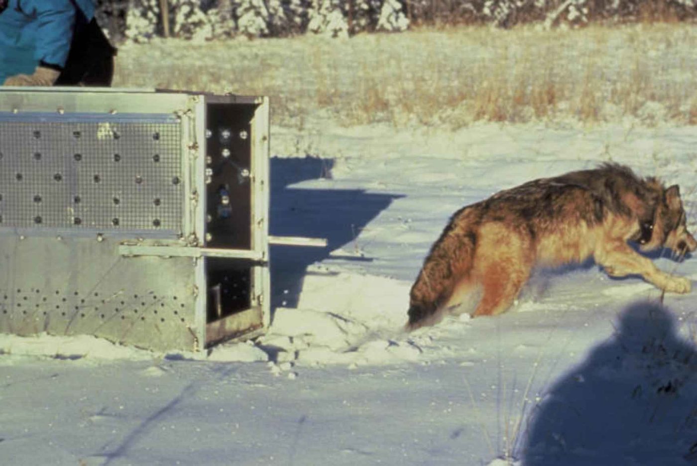 Radio-collared gray wolf leaving a transport crate onto snow