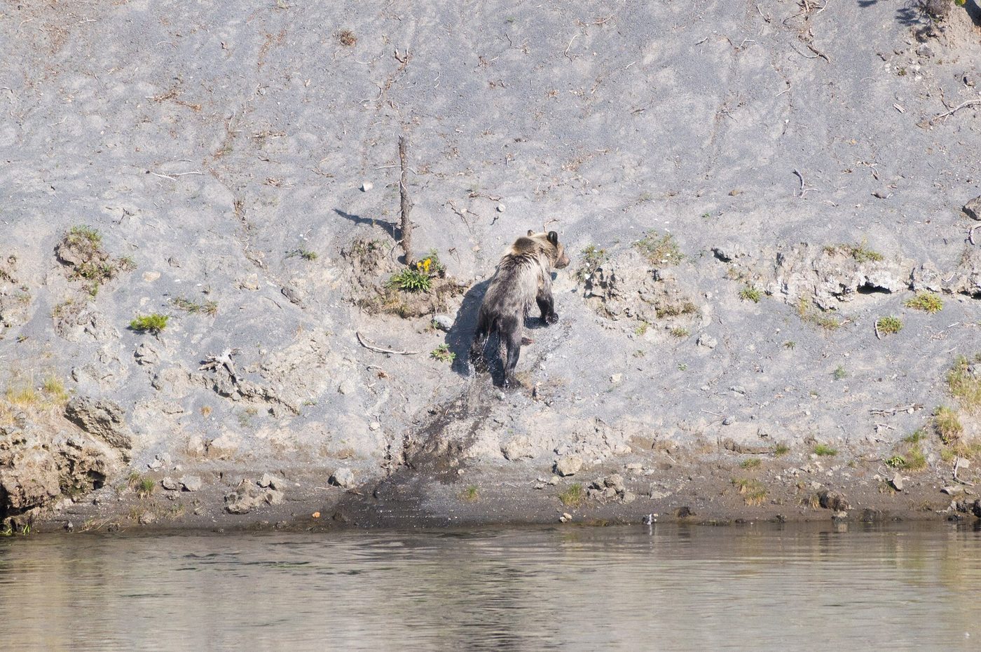 Grizzly bear climbing a steep pale riverbank above the water
