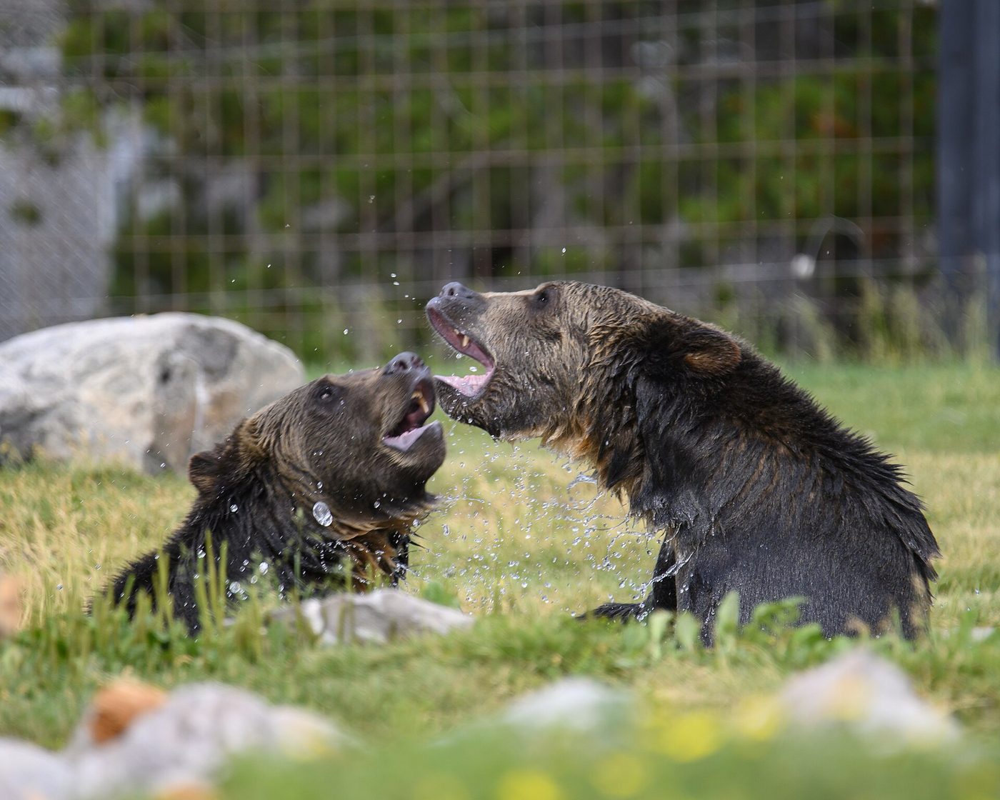 Two grizzly bears play-fighting in a grassy habitat at the discovery center