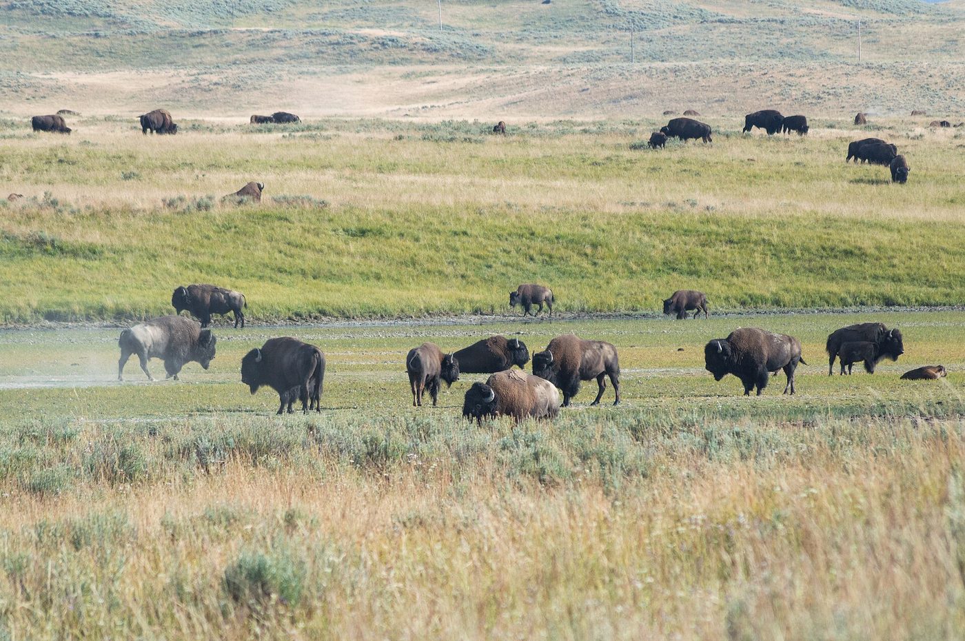 Dozens of bison grazing across the grassland of Hayden Valley