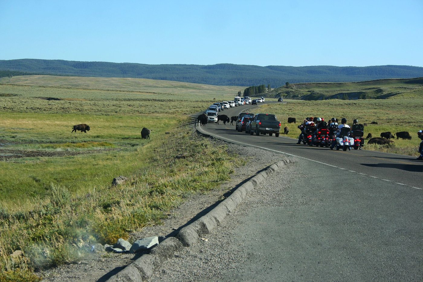 Line of cars stopped on the road while bison graze beside it in Hayden Valley