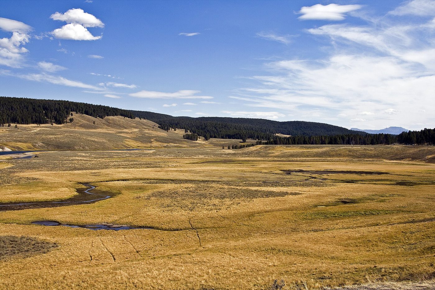 Golden grasslands and a meandering stream in Hayden Valley under a blue sky