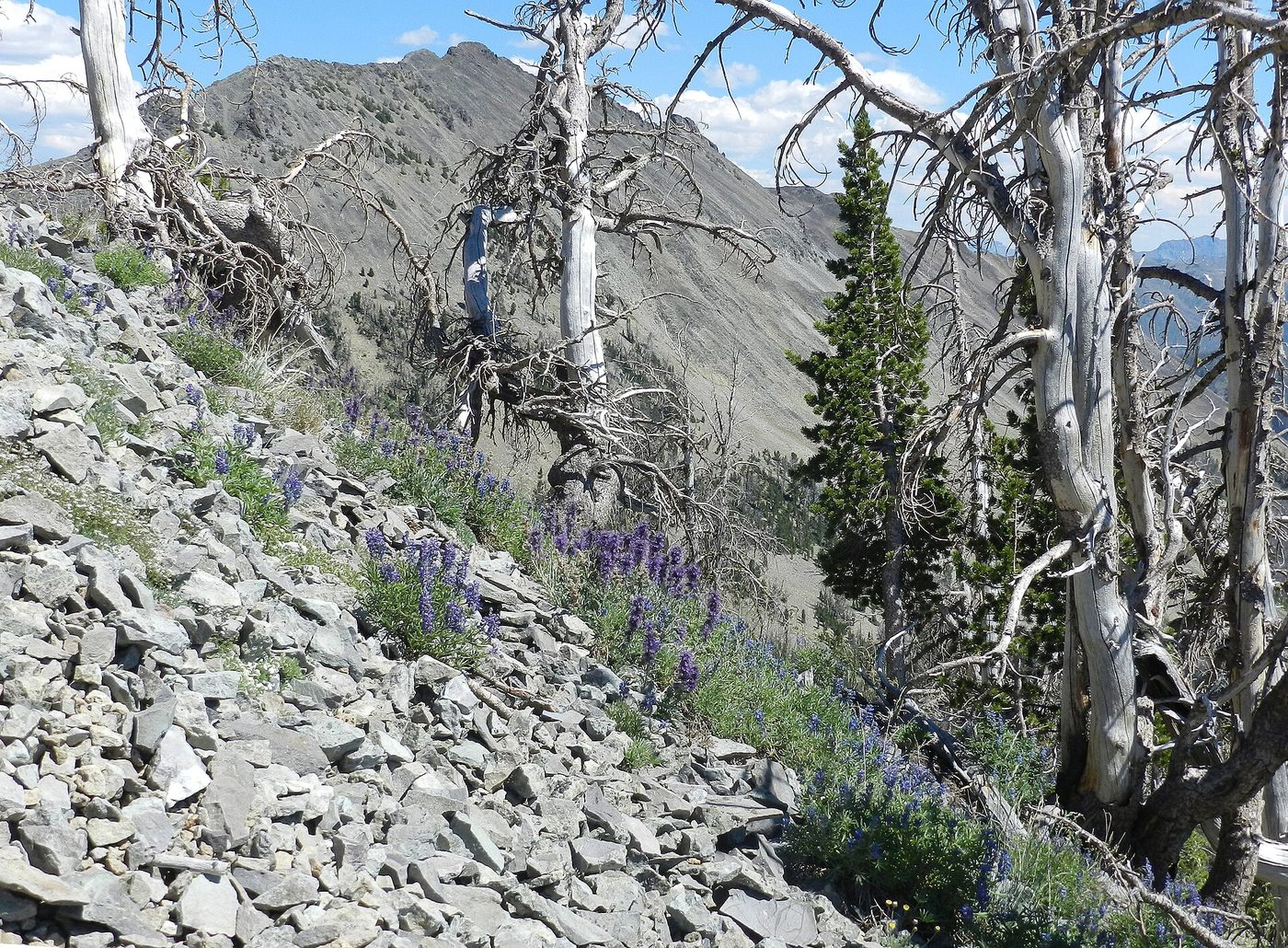 Scree slope with purple wildflowers and weathered whitebark pines below a rocky ridge