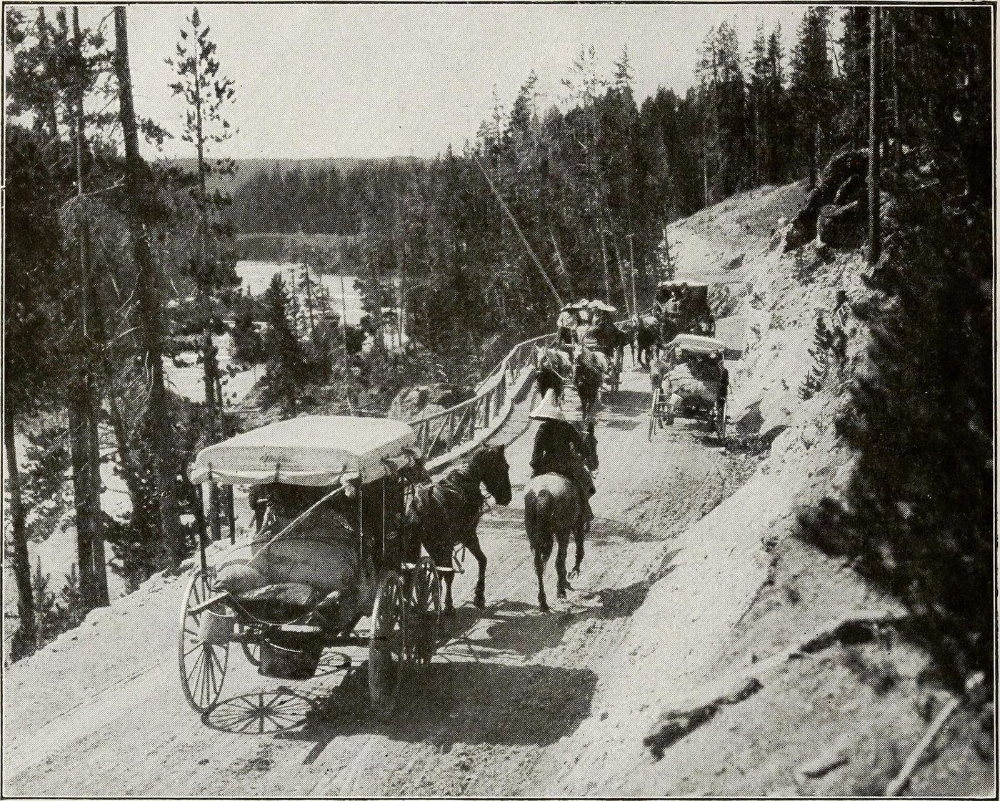 Old photograph of horse-drawn coaches on a narrow road through pine forest