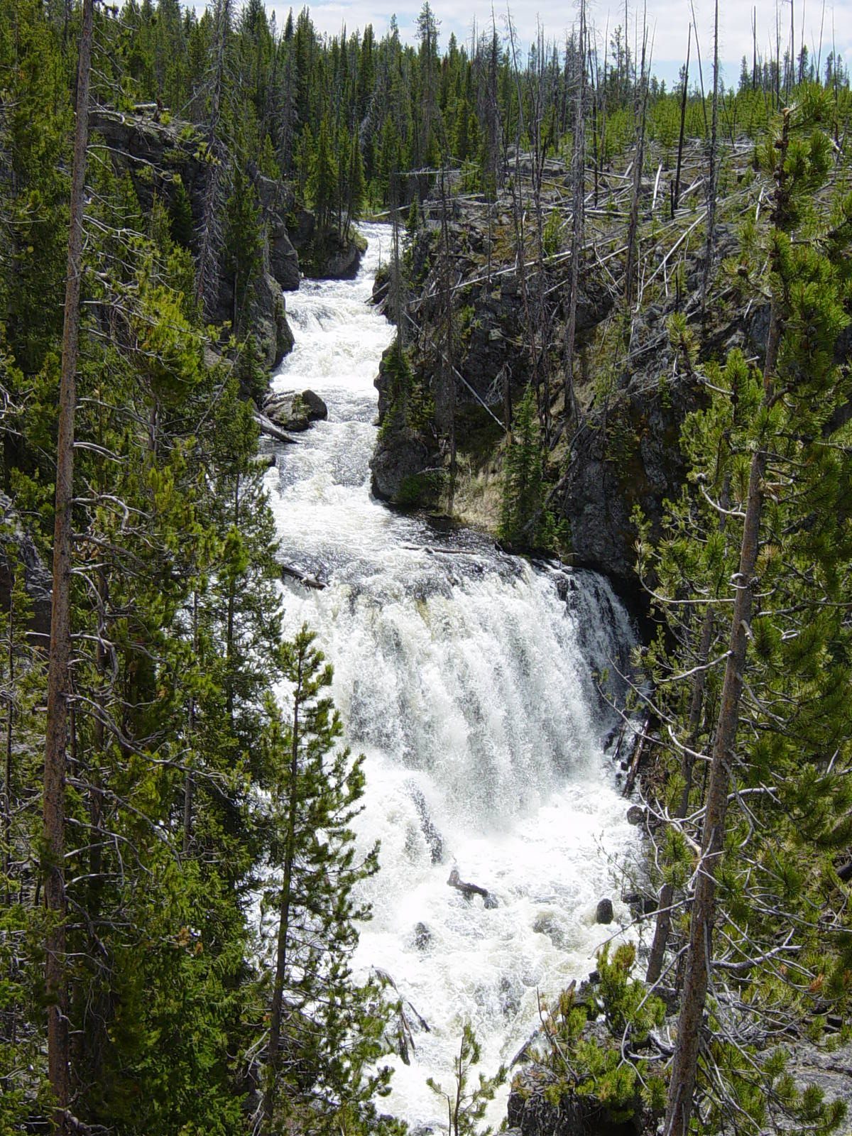 Kepler Cascades stepping down the Firehole River through dense lodgepole forest