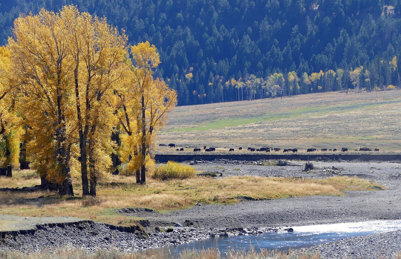 Gold cottonwoods along the Lamar River with bison grazing on the far bank in autumn