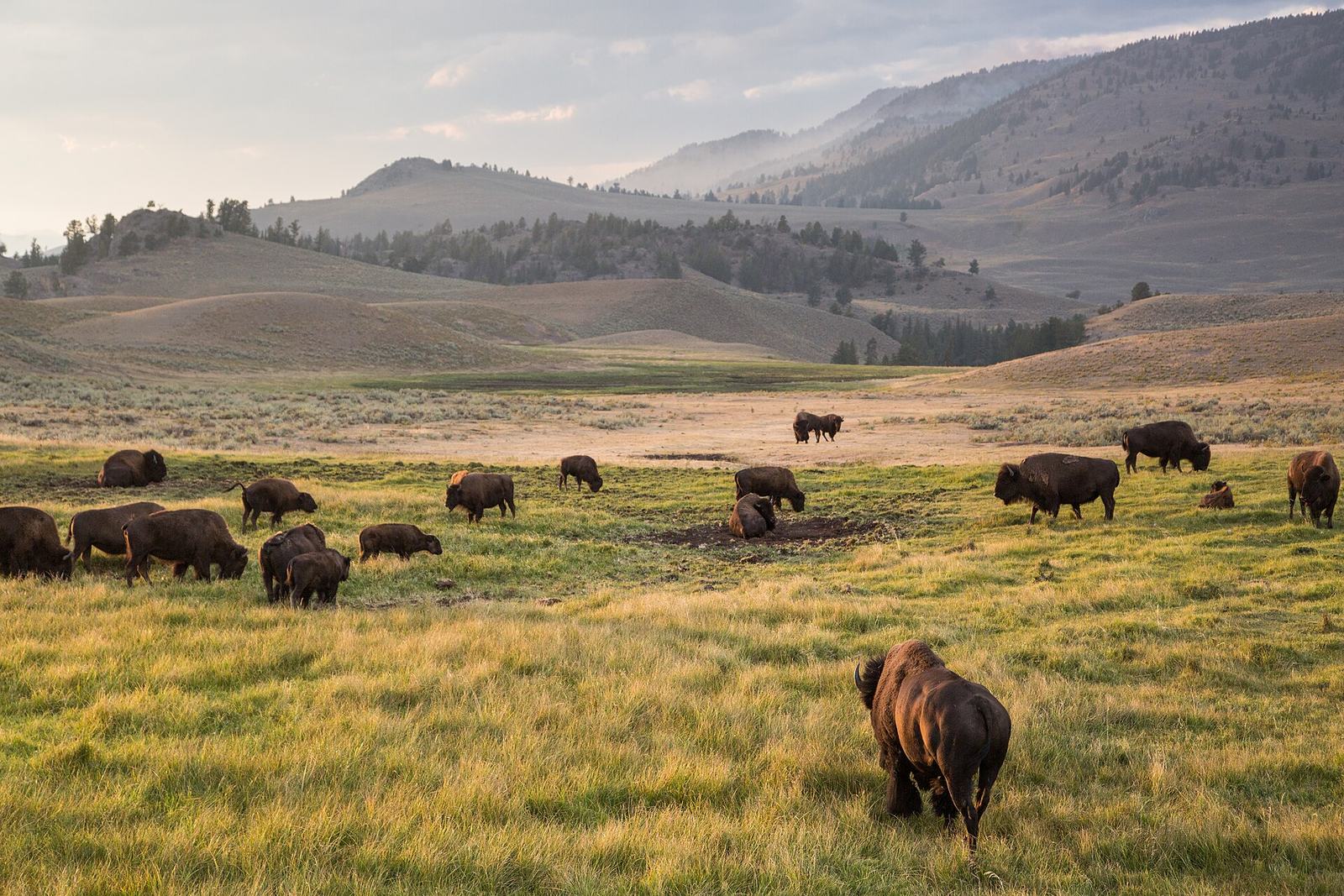Lamar Valley and Yellowstone’s Northern Range: Wildlife, Pullouts, Hayden Valley and Tower-Roosevelt