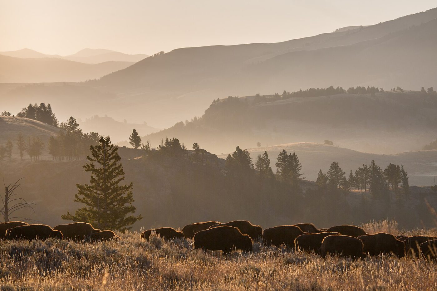 Line of bison silhouetted in hazy morning light below layered ridges