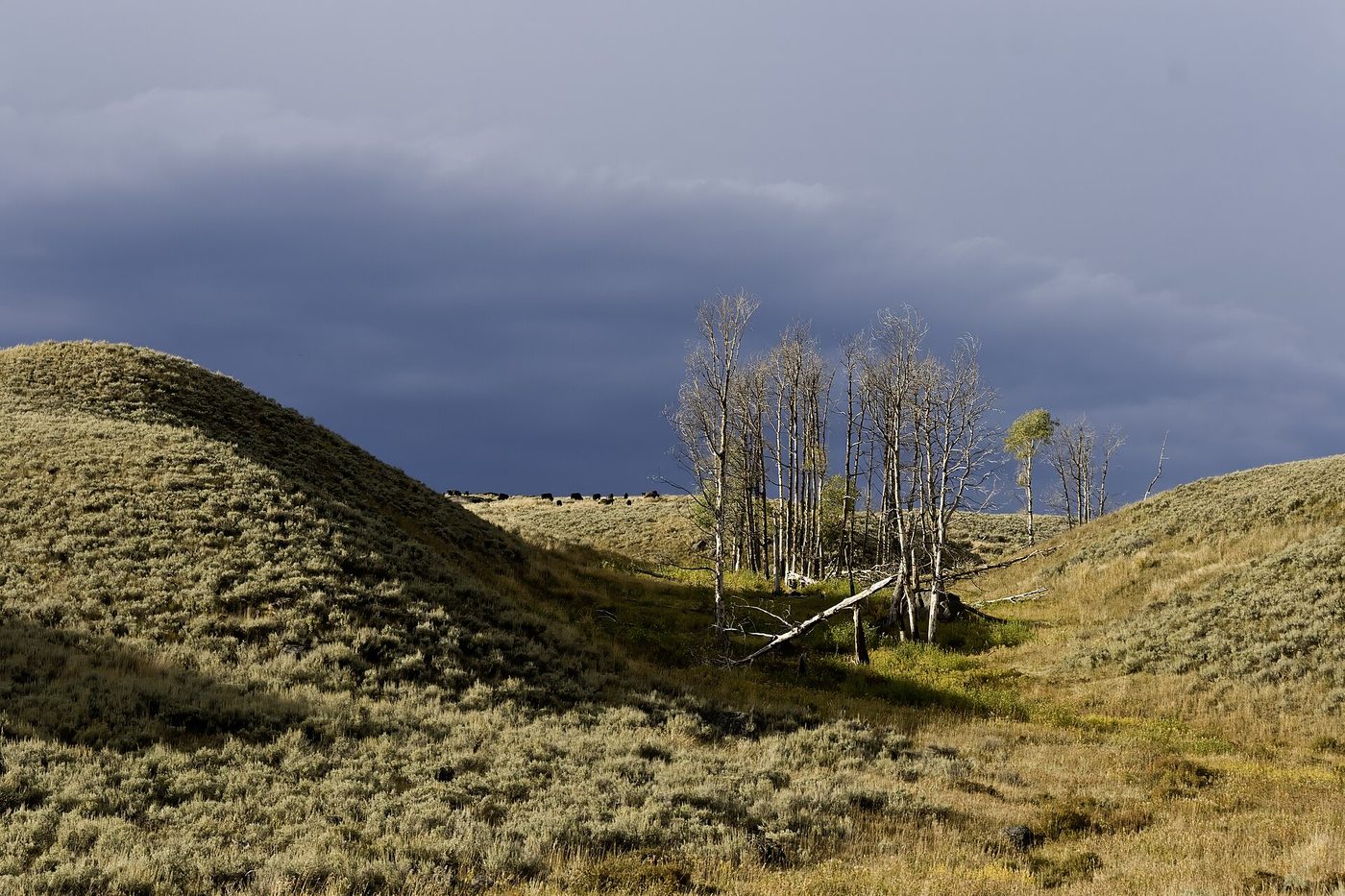 Green rolling hills and a stand of aspens under a dark storm sky in the northern range