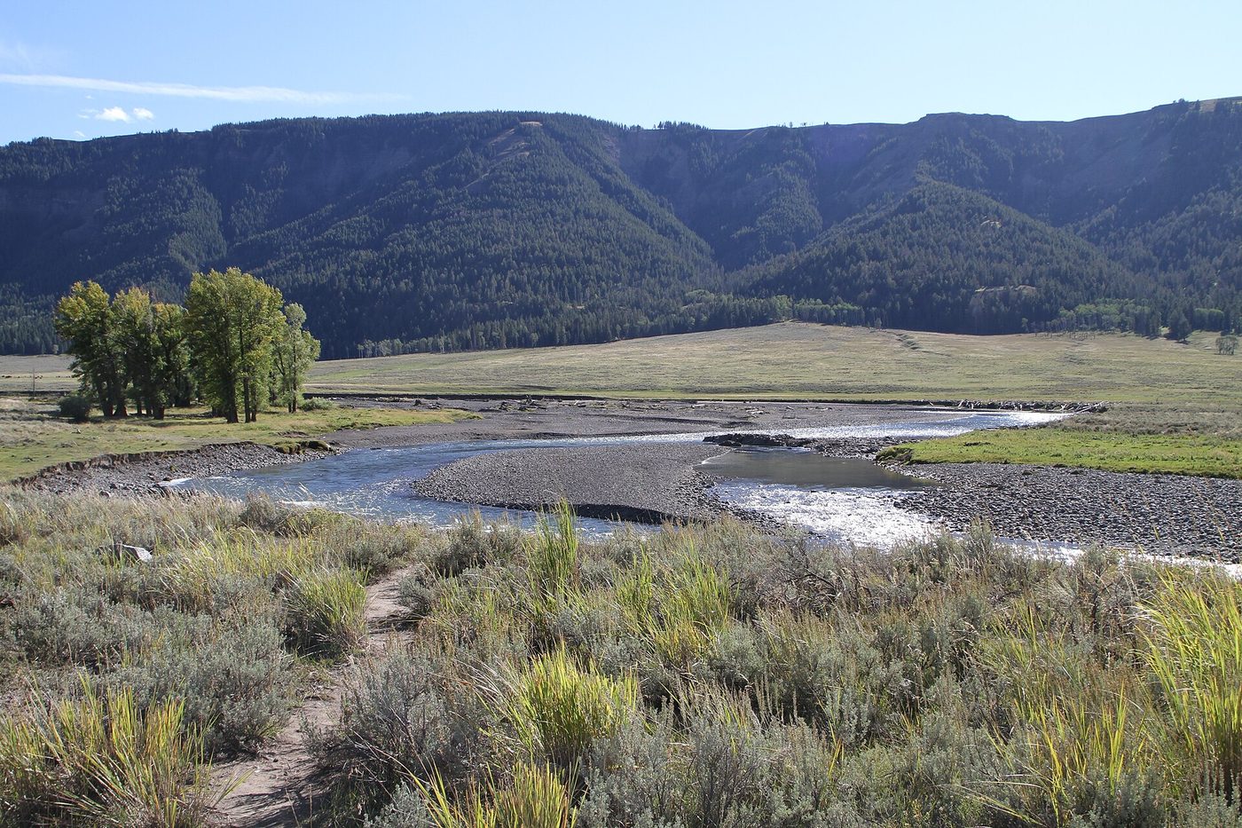 Soda Butte Creek winding through sagebrush and cottonwoods below forested hills in the Lamar Valley area
