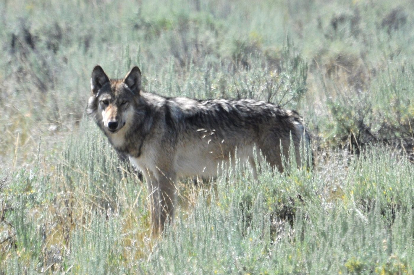 A grey wolf standing in sagebrush in Lamar Valley, looking toward the camera