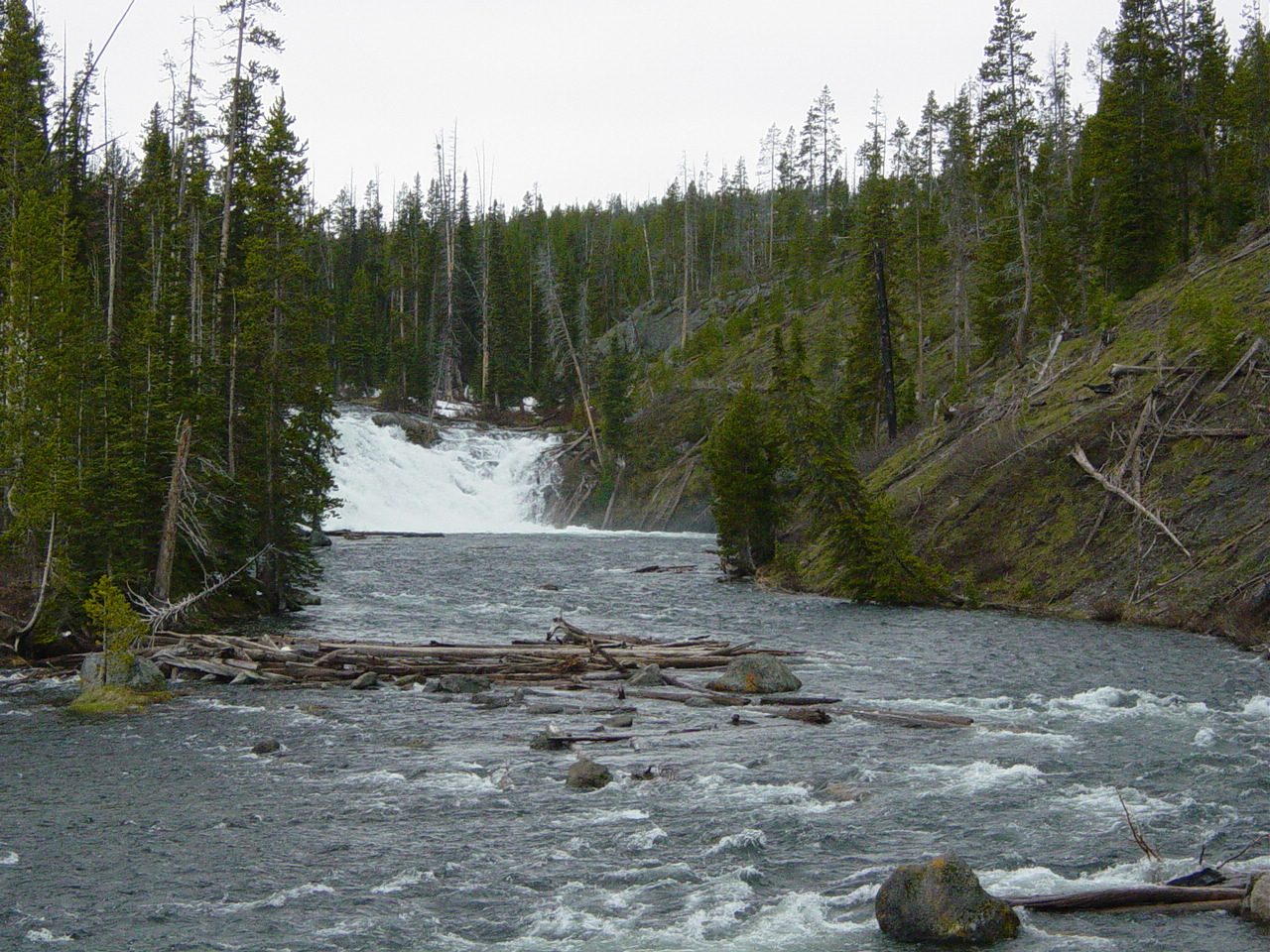 Lewis Falls pouring over a rock ledge between conifers