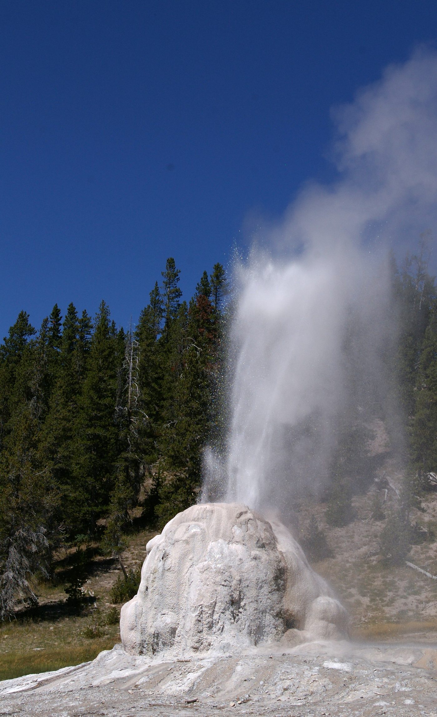 Lone Star Geyser erupting from its tall sinter cone in a pine forest