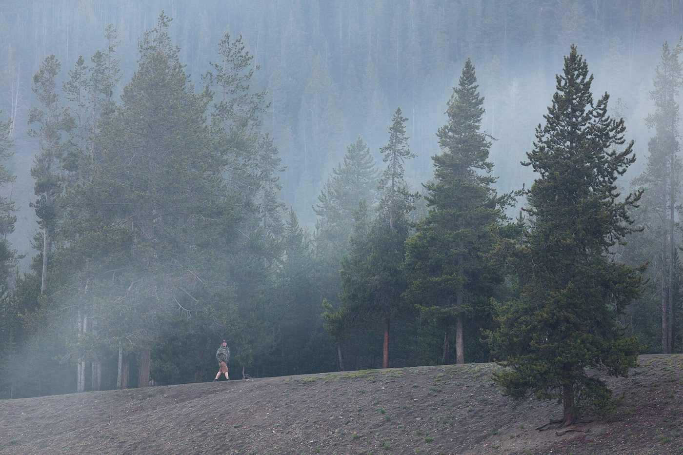 Mist drifting through lodgepole pines at the edge of a meadow near Madison