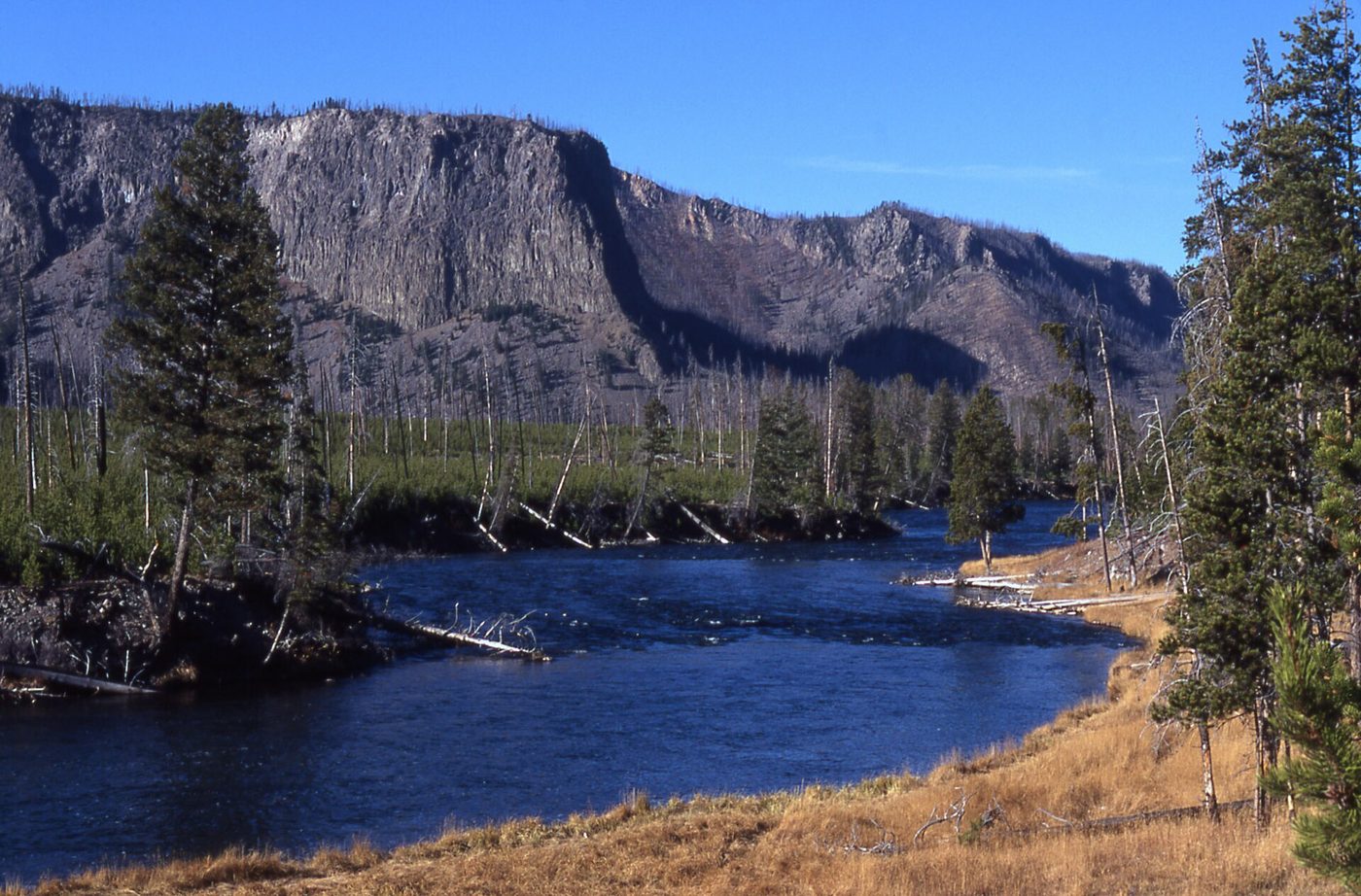 The Madison River curving below a dark cliff with dead standing timber along the bank