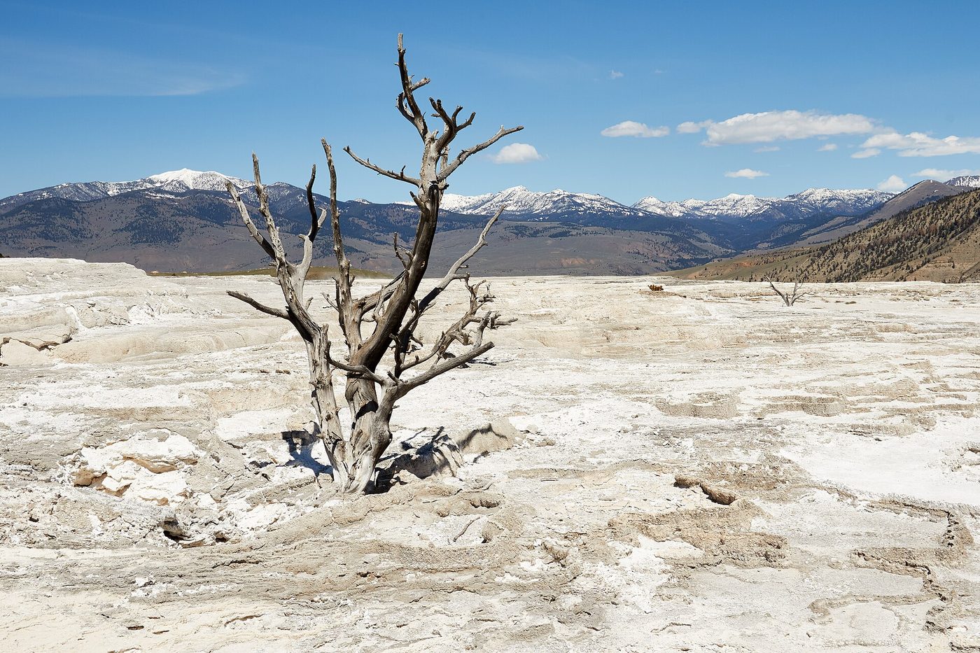 A bleached dead tree standing in dry white travertine with snowy mountains behind
